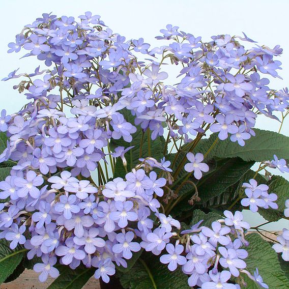 Streptocarpus 'Falling Stars'