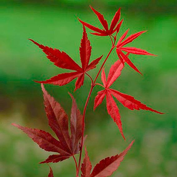 Acer palmatum 'Bloodgood'