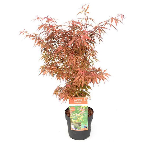 Acer Palmatum Jerre Schwartz