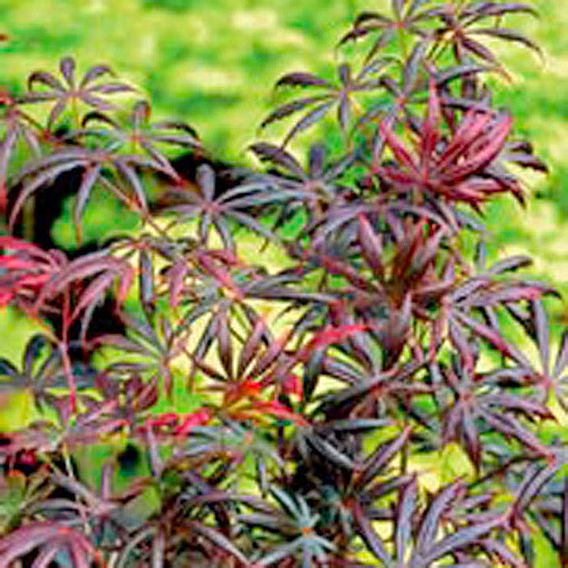 Acer palmatum 'Trompenburg'