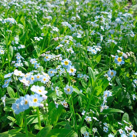 Myosotis scorpioides (Marginal Aquatic)