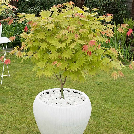 Acer shirasawanum 'Moonrise'