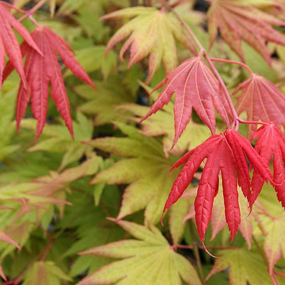 Acer shirasawanum 'Moonrise'