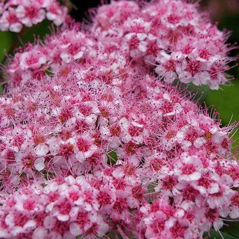 Spiraea 'Sparkling Champagne'