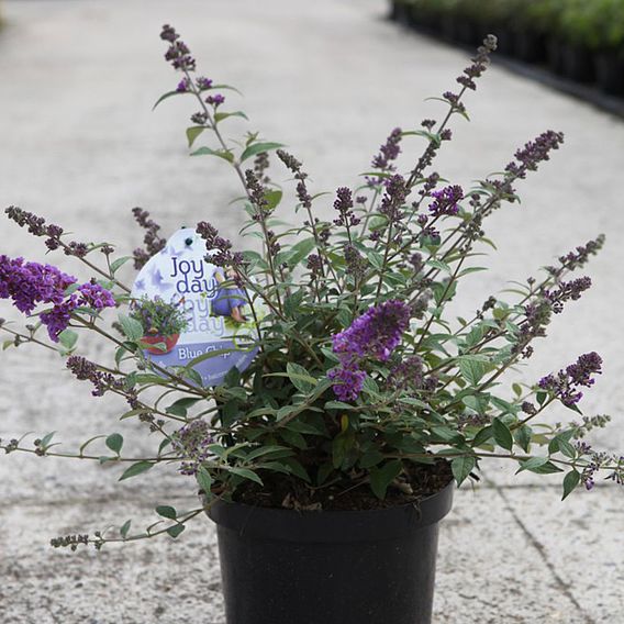 Buddleja 'Blue Chip'