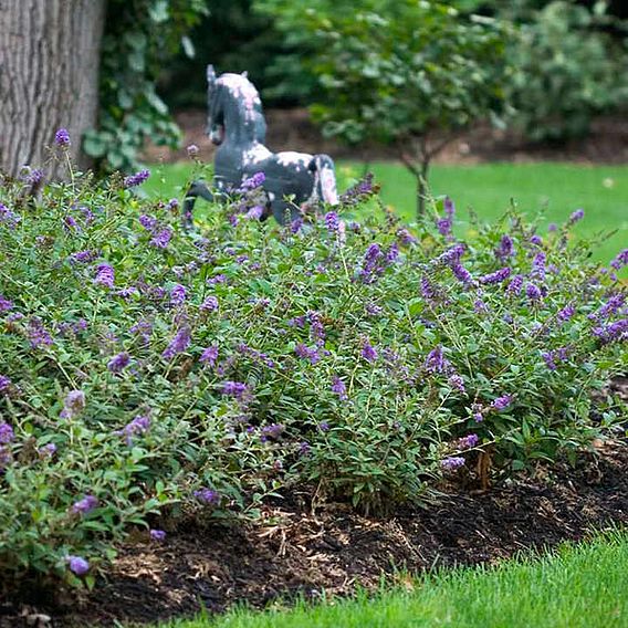 Buddleja 'Lo & Behold - Purple Chip'