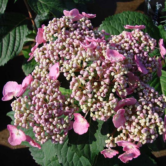 Hydrangea macrophylla 'Endless Summer - Twist & Shout'