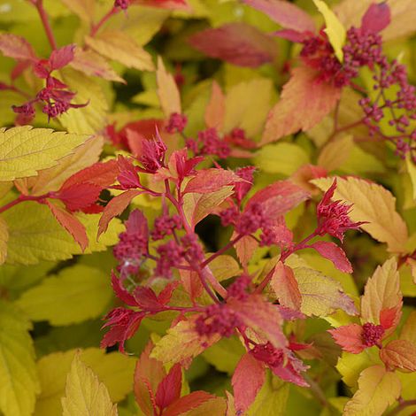 Spiraea japonica 'Magic Carpet'