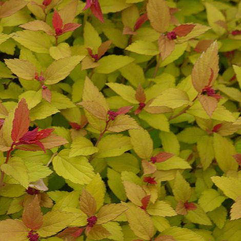 Spiraea japonica 'Magic Carpet'