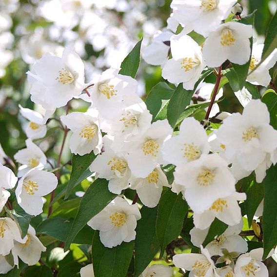 Philadelphus 'Starbright'