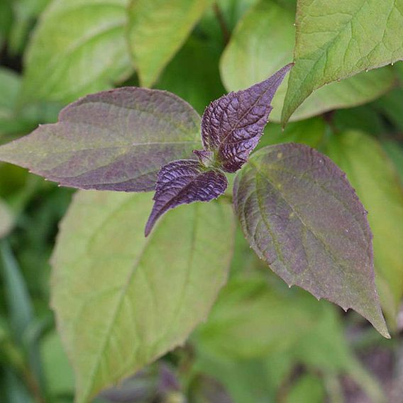 Philadelphus 'Starbright'