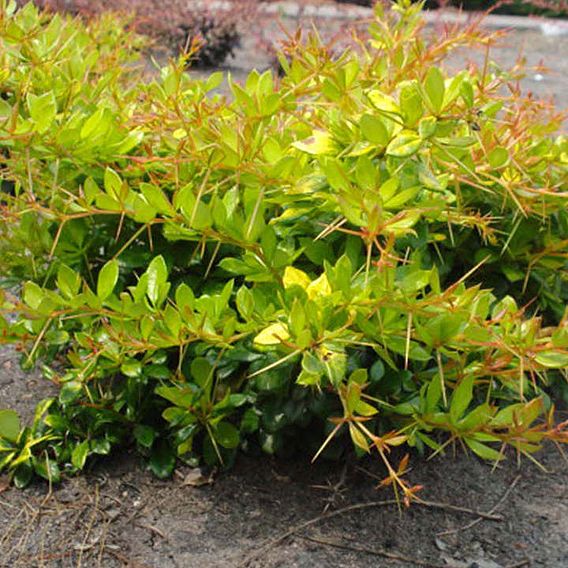 Berberis x media 'Dual Jewel'