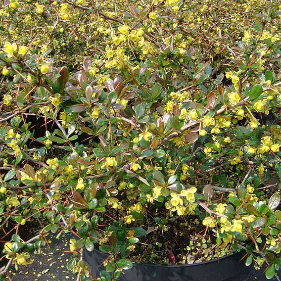 Berberis x media 'Red Jewel'