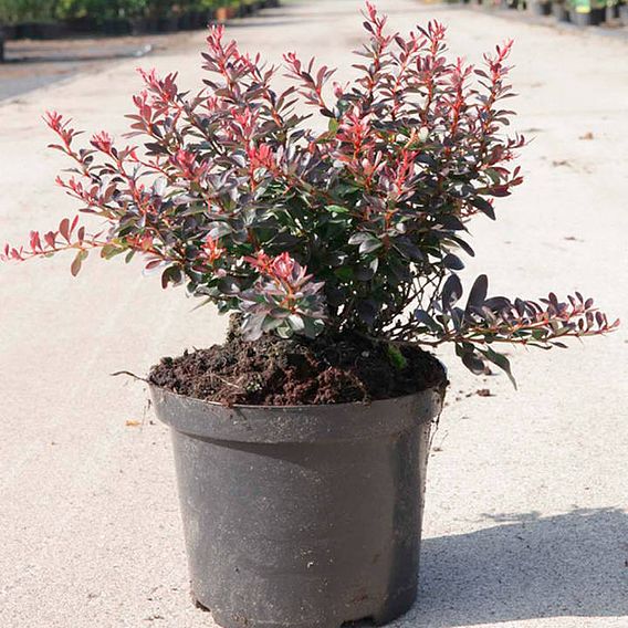 Berberis thunbergii f. atropurpurea