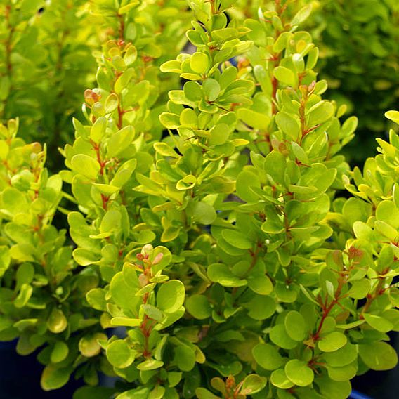 Berberis thunbergii 'Golden Rocket' | Dobies