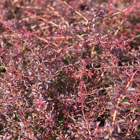 Berberis thunbergii 'Orange Dream'