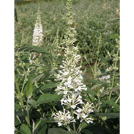 Buddleja Argus® White