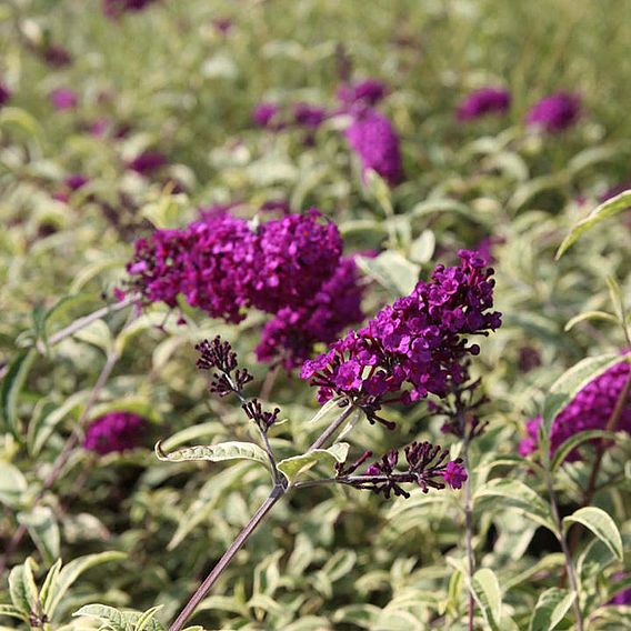 Buddleja davidii 'Masquerade'