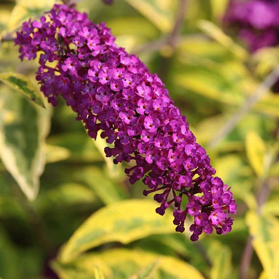 Buddleja davidii 'Santana'