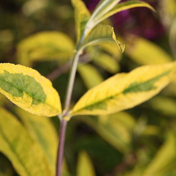 Buddleja davidii 'Santana'