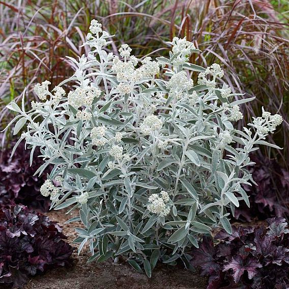 Buddleja 'Silver Anniversary'