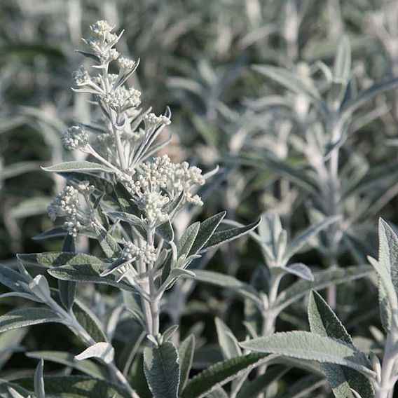 Buddleja 'Silver Anniversary'