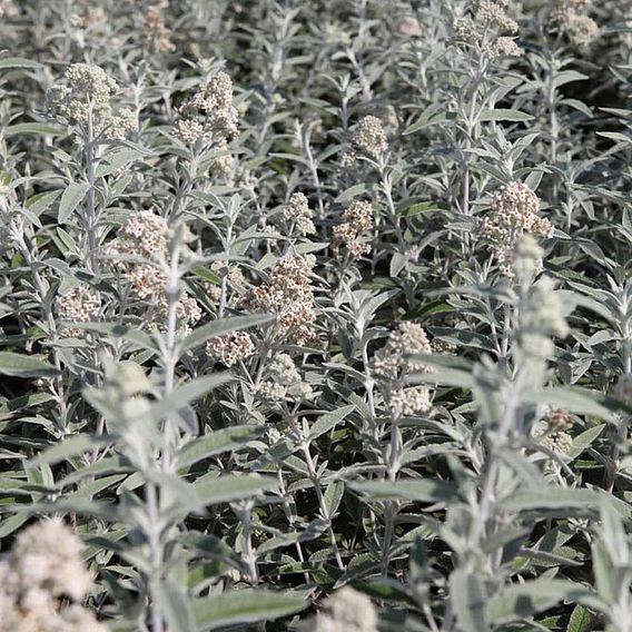 Buddleja 'Silver Anniversary'