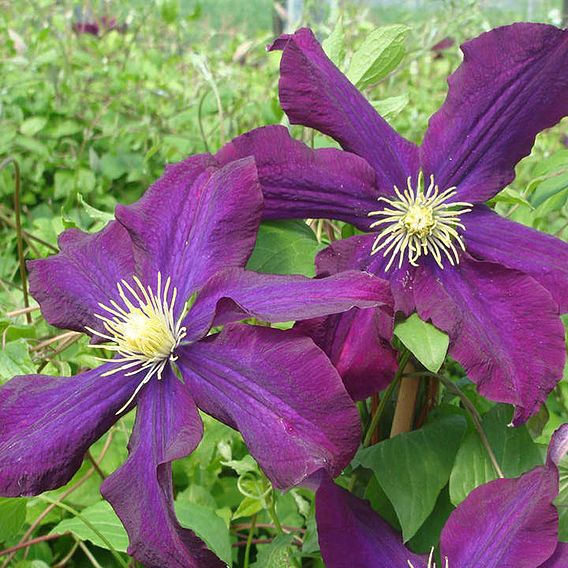 Clematis 'Warszawska Nike'