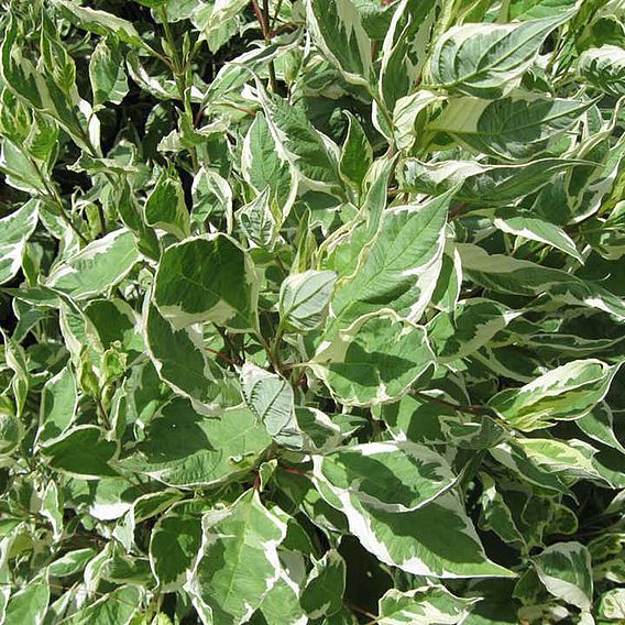 Cornus alba 'Ivory Halo'