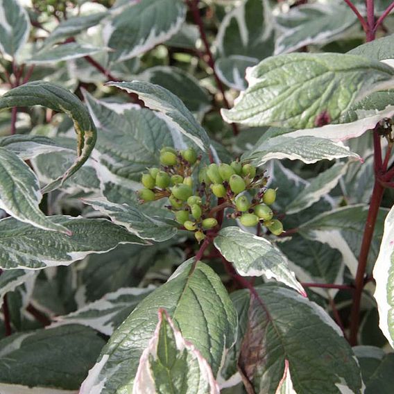 Cornus alba 'Sibirica Variegata' (Hedging)