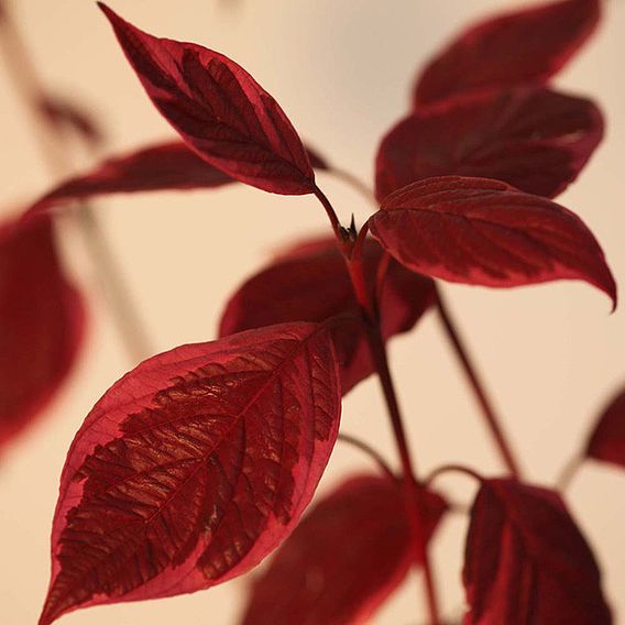 Cornus alba 'Sibirica Variegata' (Hedging)