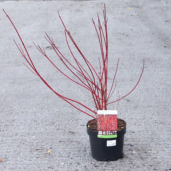 Cornus alba 'Sibirica'