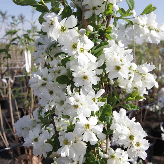 Exochorda x macrantha 'The Bride'