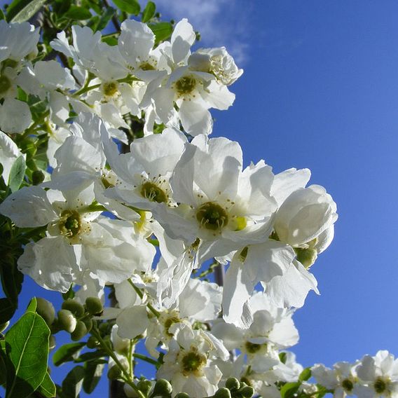 Exochorda x macrantha 'The Bride'