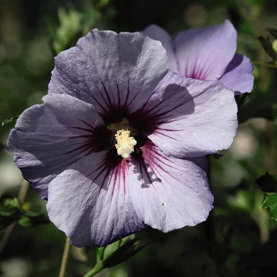 Hibiscus syriacus 'Oiseau Bleu'