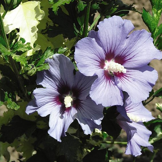 Hibiscus syriacus 'Oiseau Bleu'