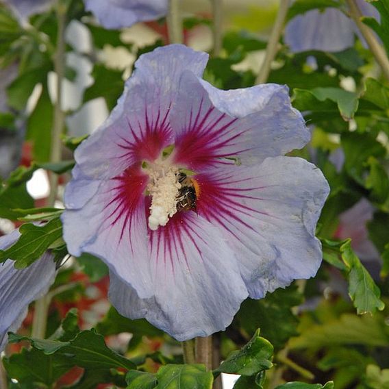 Hibiscus syriacus 'Oiseau Bleu'