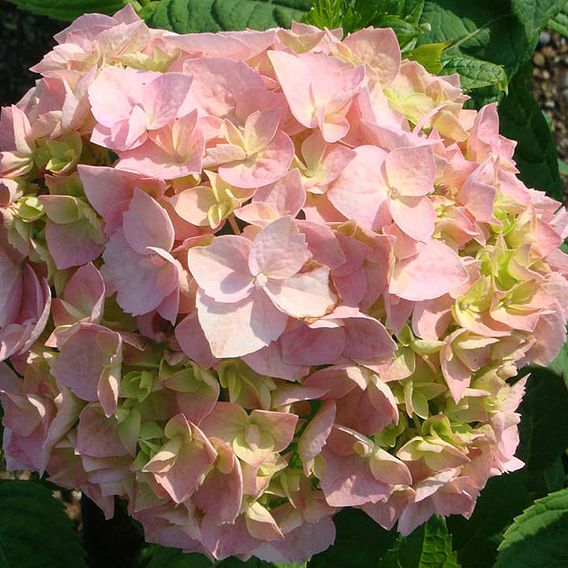 Hydrangea macrophylla 'Bouquet Rose'