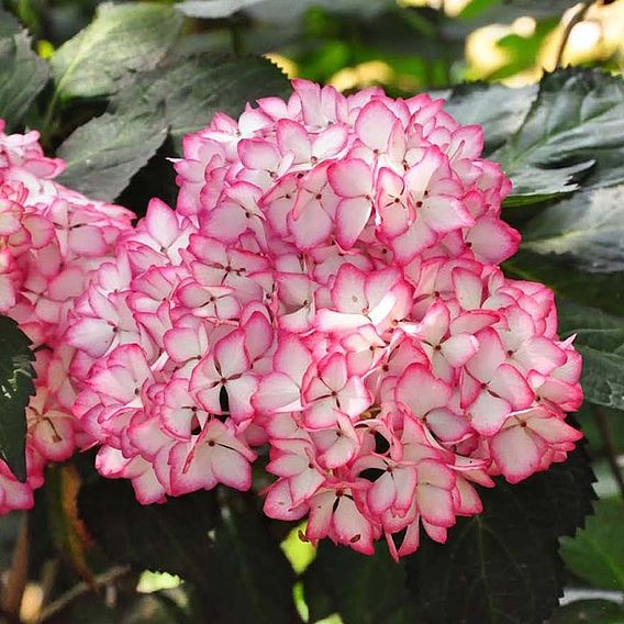 Hydrangea macrophylla 'Mirai'