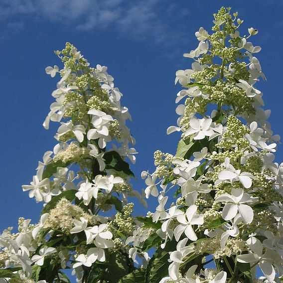 Hydrangea paniculata 'Levana'