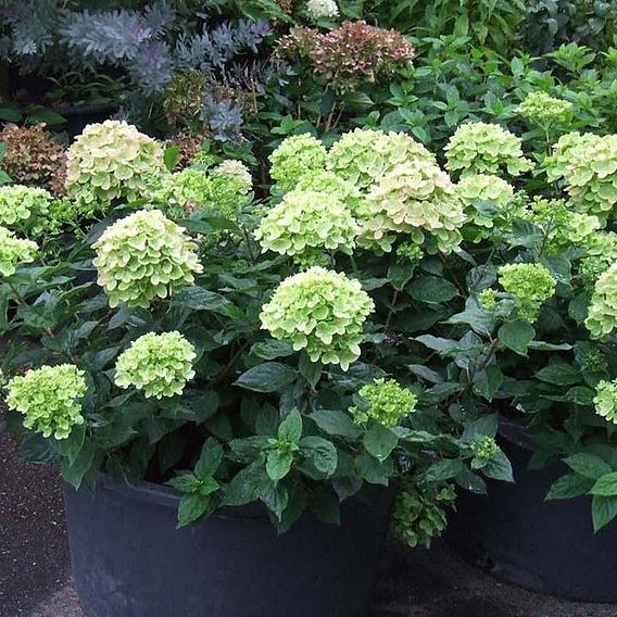 Hydrangea paniculata 'Little Lime'