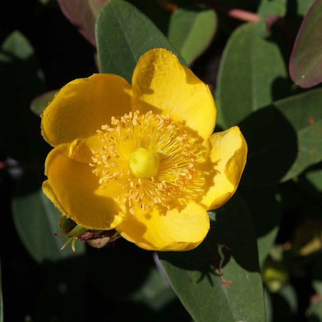 Hypericum x dummeri 'Peter Dummer'