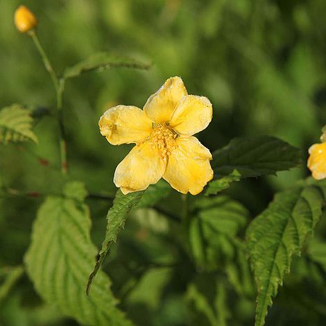 Kerria japonica 'Golden Guinea'