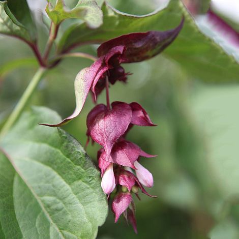 Leycesteria formosa 'Purple Rain'