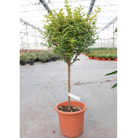 Ligustrum ovalifolium 'Aureum'