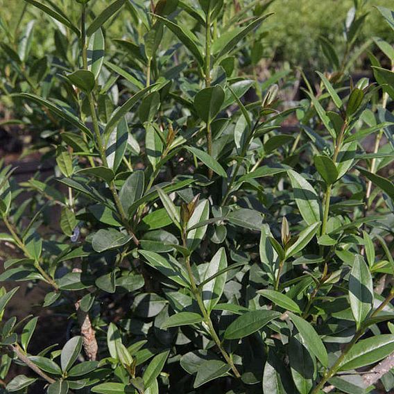 Ligustrum vulgare 'Atrovirens'