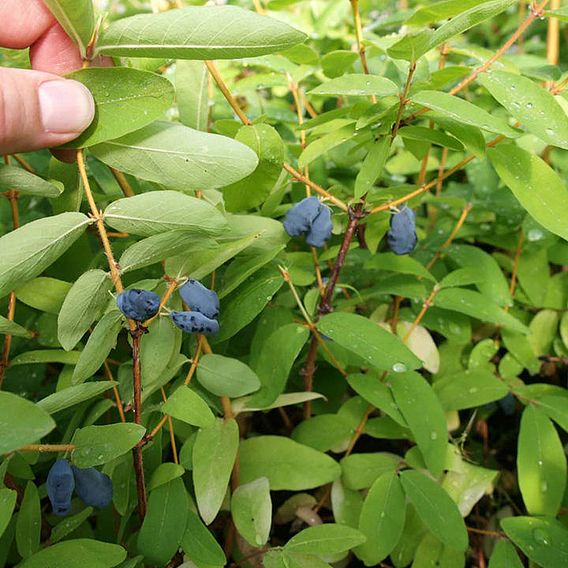 Lonicera kamtschatica 'Blue Velvet'