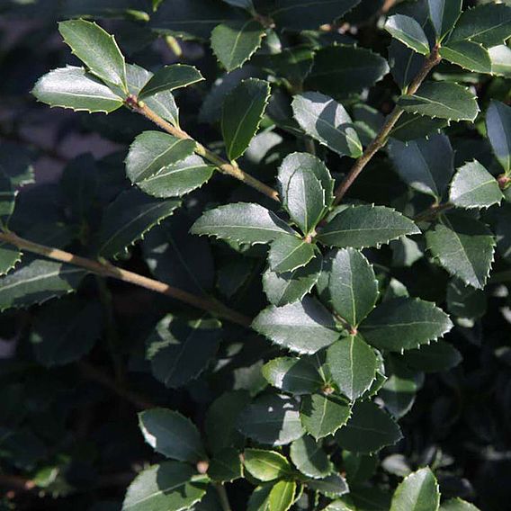 Osmanthus heterophyllus