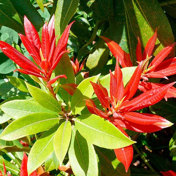 Pieris 'Forest Flame'