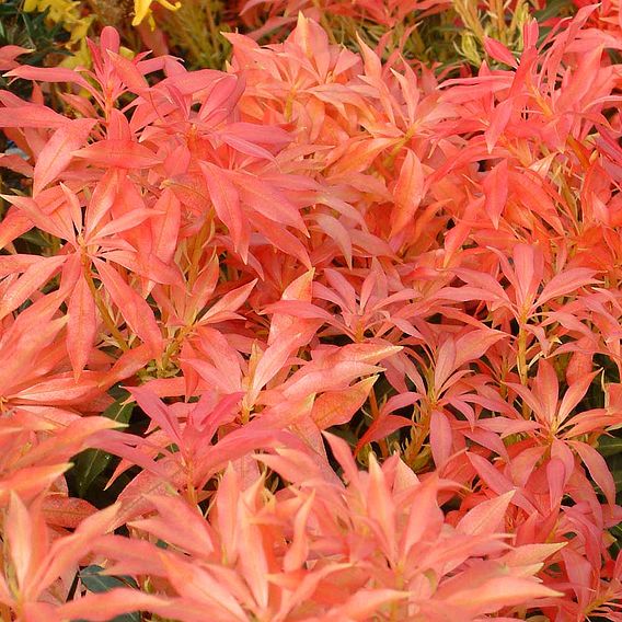 Pieris 'Forest Flame'